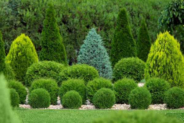 Cost of Bush Shaping Service in Orland Park