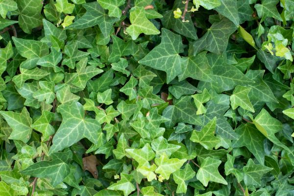 Cost of English Ivy Removal in Orland Park
