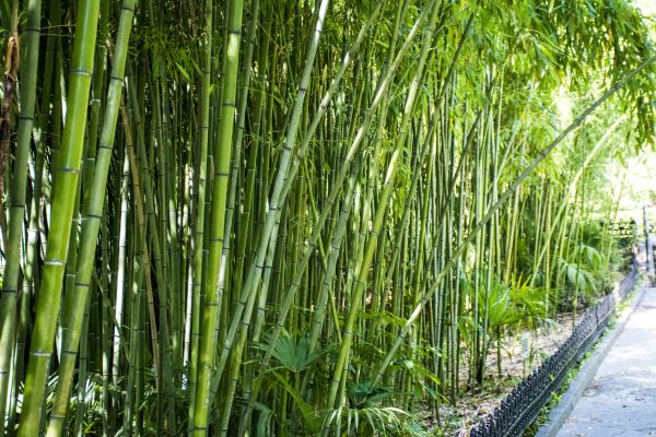 Cost of Bamboo Root Removal in Orland Park