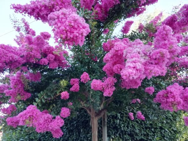 Cost of Crape Myrtle Pruning in Orland Park