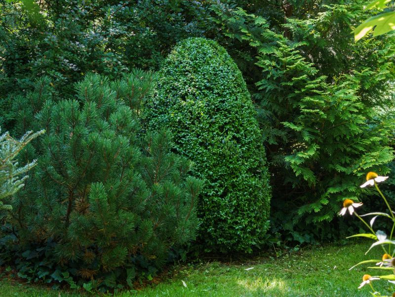 Shaped Evergreen