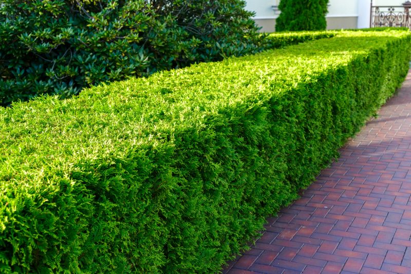 Trimmed Boxwoods